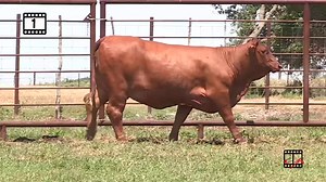 Beefmaster Breeders United on Reels