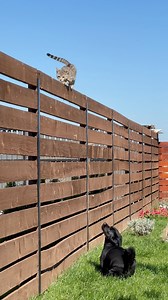 84K views · 406 reactions | Cei mai buni prieteni! #brasov #caine #pisica #dog #cat #reels | Visit Brasov Romania | Facebook