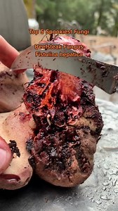 Top 5 Spooky Fungi! (Also in the top 10, Devils Fingers (Clathrus acheri), Dead Man’s Fingers (Xylaria polymorpha), Insect Zombie Fungus (Cordyceps), Witches Hat (Hygrocybe singeri/conica), Death Cap (Amanita phalloides). Listen to my new podcast episode about spooky and frightening fungi: https://m.youtube.com/watch?v=oH56Mmhqqus&feature=youtu.be #spookyseason#spookyfungi #mycology #mushrooms #halloween #spookyseason2022 #fungi #fascinatedbyfungi #weirdnature #Tiktok | Fascinated By Fungi