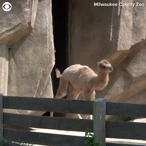 CAMEL CUTENESS: A baby Bactrian camel was seen frolicking alongside its mom at the Milwaukee County Zoo in Wisconsin recently. The zoo said the female calf was born May 20 and appears healthy. Zookeepers added that her mom A.J. is an excellent mother, like a "helicopter mom, super attentive." | KIFI Local News 8