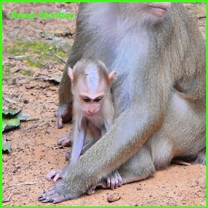 Deep pitiful! Baby monkey cries scared calling everyone to help her! | RESEP Monkey