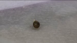 80 reactions | Bruce Banner number 3  germination day 0 after 4...