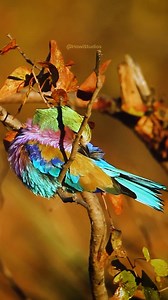 Lilac Breasted Roller Bird #lilac #breasted #bird #roller #beautiful #nature #wildlife HA59283 | HAWI Studios