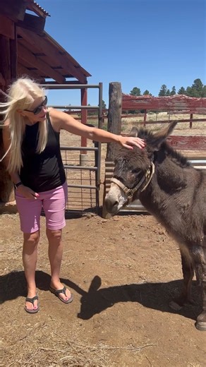 54 reactions | I still can’t believe we have a donkey and goat This was totally unexpected and such a blessing. Bonnie and Pete are very special and wonderful additions to our family❤️ | Women Helping Women Entrepreneurs | Facebook