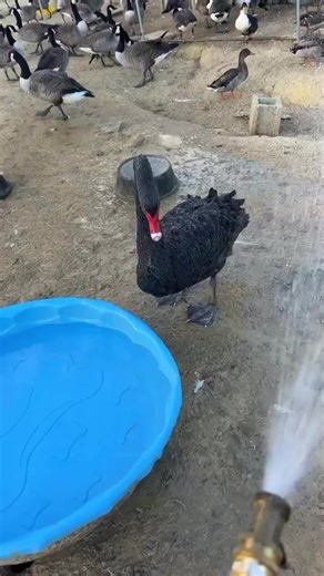 “Swans are aggressive” #swan #blackswan #rescueswan #funnyswan #cuteswan #beautifulswan #waterfowlrescue #waterfowlsanctuary #ncnonprofit #avianmedicine #fyp | Carolina Waterfowl Rescue