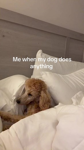 Perfect Poodle Puppy Cuddles