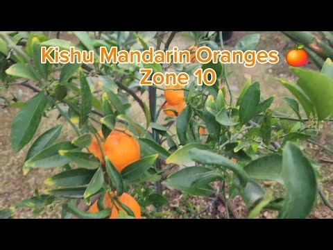 Kishu Mandarin Orange Tree 🍊