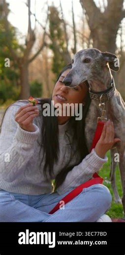 Young woman sitting on the grass in a park, smiling and eating a strawberry while affectionately petting her beautiful brindle greyhound companion during a lovely sunny afternoon picnic Stock Video Footage - Alamy