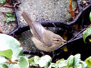 Birding Trip Report: Dusky Warbler at Kingsbury Water Park, Warwickshire 29/12/18