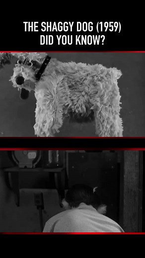 And it still holds up! #theshaggydog #shaggydogstory #shaggydog #50smovie #50smovies #scottneumyer #didyouknowthis #didyouknowthat #movietrivia #triviadude | Scott Neumyer