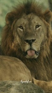 3.3K views · 54 reactions | Mail lion very cute reaction 殺殺 #wild #animals #wildlife #lion #bigcat #animal #safari #Nature #shorts #trending #skincaregoals #pushupsChallenge #hardikpandya | Fyado fun | Facebook
