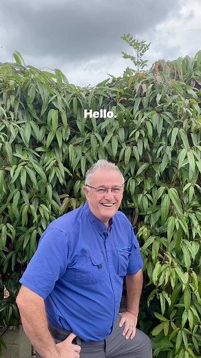 clematis armandii apple blossom #climbingplants #clematis #gardening #plants | Dave The Plantman