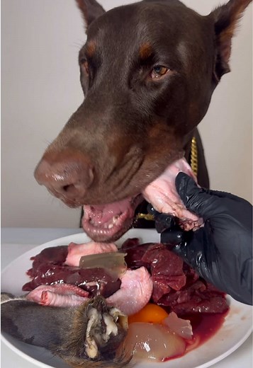 本日のASMR🩵💜🩷#ドーベルマン #doberman #dogasmr #asmr #咀嚼音 | dog