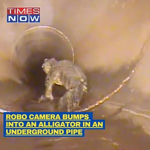 Watch! A 5-Foot Alligator Bumps Into An Robotic Camera In An Underground Pipe In US Credits: Facebook/OviedoCityGov #Alligator #UnitedStates #ViralVideo #TNShorts #TimesNow #TimesNowNews #InstaWithTimesNow | TIMES NOW