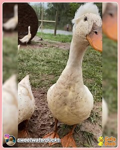 They been doin a little digging 😆😊🦆​​​​​​​​ ​​​​​​​​ 🌟 Video by @sweetwaterducks​​​​​​​​ ❤️ Follow Cute Duck for even more cuteness! | Cute Duck Old Page