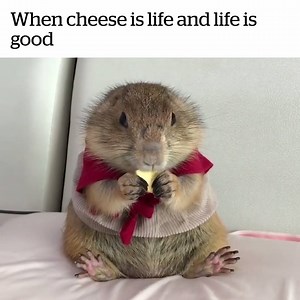 What more could you ask for 🧀❤️️ | VT