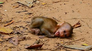 2.2K views · 83 reactions | Small baby Rainbow crying tantrum angry mummy Libby | Baby Monkey Ariana | Facebook