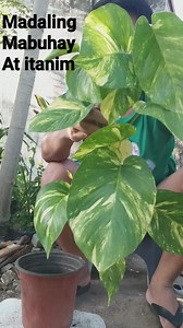 propagate hawaiian golden pothos plant, #actualpropagationplant #hawaiiangoldenpothos #plantlover #naturelover #reelsvideo #viralvideo #fbreels | Jayson M. Gaylan