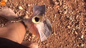 This lizard is terrifying | storyful