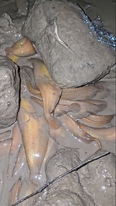 117K views · 894 reactions | Traditional Hand Fishing Video - Catfish Catching By Hand From Deep Hole - Fishing 24 #fishing #holefishing #fishingvideo | Fishing 24 | Facebook