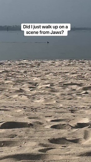 36K views · 675 reactions | Does the song match the scene? #fyp #jaws #creepy #systemofadown #coversong | Sam Donald | Facebook