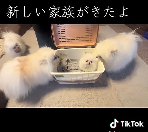 新しいポメラニアンの家族を迎えました