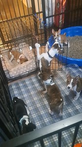 How to train your Basenji Part I Let's talk about expectations... When you get your puppy home, you're going to be very excited and you're going to want to show him/her to everyone and take them all the places. Don't. Give them time to acclimate to their new environment and to you BEFORE you invite the neighborhood over to meet your new puppy and before you take them out and about. A good rule of thumb is to give them a few days to adjust. Please keep in mind that your puppy will not be fully va