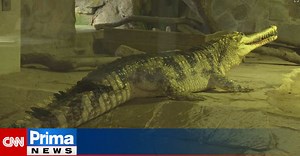 VIDEO: V Protivíně je největší krokodýlí zoo na světě. Nejvzácnější jsou gaviálové indičtí