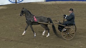 3.5K views · 30 reactions | Hackney Pony Pleasure Driving from Monday Night. #taketheleap #rmwf | Provincial Exhibition of Manitoba | Facebook