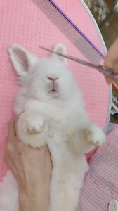 푳풊풗풊풏품 풘풊풕풉 풕풉풓풆풆 풅풐품풔 풉풂풔 풎풂풅풆 푿풊풂풐 푩풂풊 풂 풗풆풓풚 풃풐풍풅 풂풏풅 풄풐풖풓풂품풆풐풖풔...