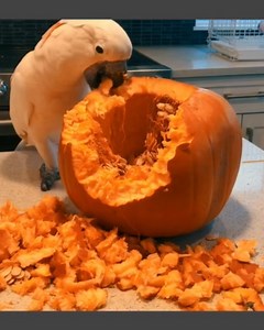Pink Floyd our Moluccan cockatoo was an excellent pumpkin carver. He would destroy the whole thing. Then we would pick through the pumpkin for seeds! #Halloween #pumpkinpatch #pumpkincarving #cuteanimals #pets | Lucky Lou and Coco Too