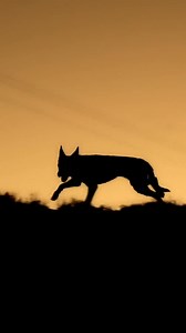 What a shot! 🤩 #workingdogs #kelpie #sunset | Stock Chick Films
