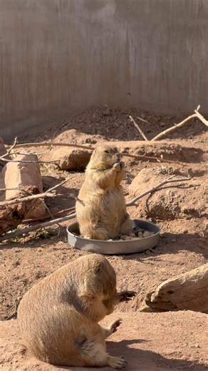 8.2K views · 471 reactions | Sights and sounds from a peaceful Saturday morning at the Zoo  | Phoenix Zoo | Facebook