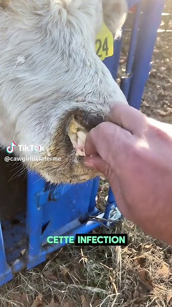 Extraction impressionnante chez une vache. #ferme #vache #eleveur