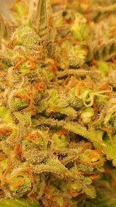 69 reactions | Full garden tour for Monday July 10, 2023 More...