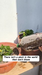 Homemade NPK, your plants will explode with so many flowers and fruits! 🌸🍓 #HomemadeNPK #OrganicFertilizer #GardeningHacks #BloomingPlants #FruitfulHarvest #DIYGardening #PlantLovers #GardeningTips #FlowerPower | Seed to Flower