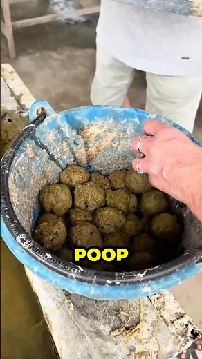 Paper from Elephant Poop? The Wild Eco Hack! ♻️