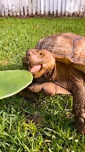 Enjoy watching this happy turtle eat cactus | Crafty Panda