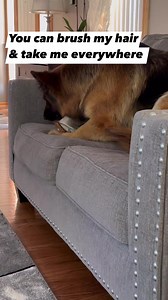 13K views · 408 reactions | What a doll #barbieworld #germanshepherd #showdog #gsdlife #gsdlove | Guardian Angel German Shepherds | Facebook