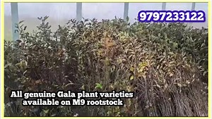 All genuine Gala #apple varieties on M9 rootstock available. Contact  9797233122 | Kashmir Horticulture | Facebook