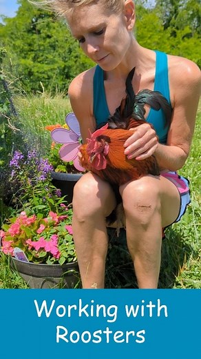 Kelly Rutkowski 🐓Rooster Behavior Consultant + Welfare Advocate on Instagram: "Spike and I just wanted to explain the reason why a certain 'rooster training' tactic' doesn't work. This tactic involves slamming your rooster's head on the ground and mounting him to show you 'dominate' him. . The reason people think this works is because they suggest it "shows him you're the boss". In turn, this is supposed to magically stop him from attacking you. Just like how VetRX and apple cider vinegar magic