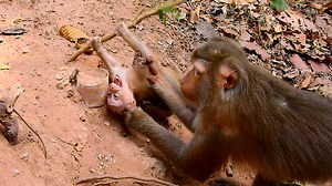 14K views · 430 reactions | Baby Lily need agent rescue from mom Libby, Lily can't live with mom anymore! | Monkeys Premature | Facebook