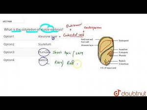 What is the cotyledon of maize embryo?