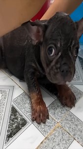 4.1K views · 80 reactions | From Clean to Dirty Diem and Dog Mun's Dirt-Covered Clothes Story | Macaque Video | Facebook