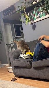 #Petraccon #husbandandwifecomedy #wild | Janet Hughes