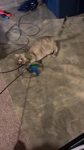 Henrietta and Ramsey love the toys on poles(idk what they are called 🤣) Mama Hen is a kitten at heart! She is a beautiful girl that would love to be the queen of her castle. She has adjusted well to our 70 pound dog and female cat, our male cats still are not welcome to be in her presence and she will let them know 😬 If you would like to adopt Henrietta please fill out an application on our website www.ellieslegacy.org Her adoption fee is $125 which includes her being fully vetted. | Ellie's L