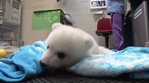 POLAR BEAR CUB UPDATE: The cub is movin’ and groovin’! Hear from her care team and watch her take a few steps. This little girl is growing up fast, and she still needs a name! Vote online daily through Feb. 3 => columbuszoo.org/namethecub | Columbus Zoo and Aquarium