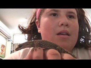 Spotted (Marbled) Velvet Gecko from Australia