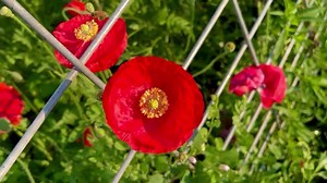 Vintage Round Shawl Crochet Pattern Pdf DOWNLOAD 1912 DOWNTON ABBEY Gibson Girl Titanic Elegant Fashion Femme Fatale Stage Theatre Reenact - Etsy Canada