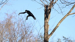 Cruisin’ through the treetops🌲💨 Unlike monkeys, gibbons don't have tails to help them navigate the trees. Instead, gibbons move through the trees by a process called brachiation which involves swinging using only their arms! FYI: The Zoo remains closed today and will open tomorrow, January 18! 📹 Sean Brunson | Nashville Zoo